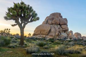 Newly Posted Images of Joshua tree National Park